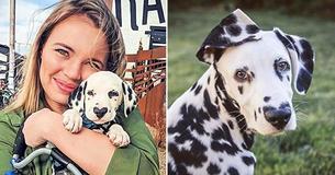 Lovely Dalmatian Has A Heart-Shaped Nose And The Internet Can’t Resist His Cuteness