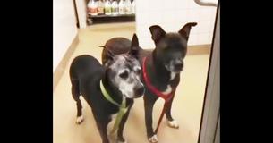 Senior Dogs Looking For New Home After Being Left Behind By Owners In Petco Bathroom