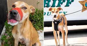Abandoned Dog Discovered With Mouth Taped Shut Is Now Sheriff's Brave Deputy ‘Chance’