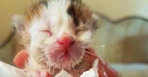 Un chaton d'une semaine est sauvé d'un conteneur à ordures - puis le sauveteur réalise que le chat est ultra rare