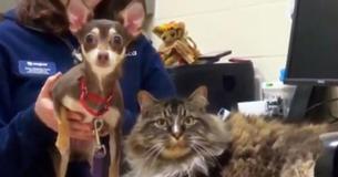 Rescue Shelter Makes Sure These Chihuahua And Cat ‘Best Friends’ Are Together Forever