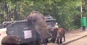 Riesiges Wildschwein vor Grundschule entdeckt