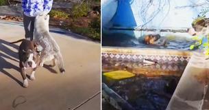 Des chiens errants s'approchent des adolescents et les supplient de les aider à sauver leur ami