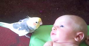 Papagei singt süßes Wiegenlied für neugeborenes Baby. Wunderschön 