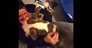 Frau adoptiert schwangeren Pitbull. Wochen später empfängt sie 11 neugeborene Pitbull-Welpen.