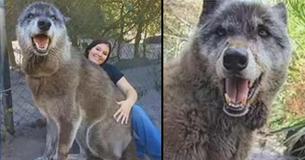Wolf Dog Saved After Owner Dumps Him At Kill Center Because He Was Too Much to Handle