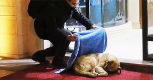 Dentist Spends The Cold Winter Nights Handing Out Blankets To Stray Animals