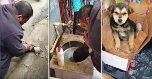 Watch: Good Samaritan Won't Give Up, Saves Choking Homeless Puppy