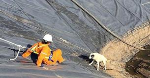 Workers Save Puppy And Its Mother From Water Pit