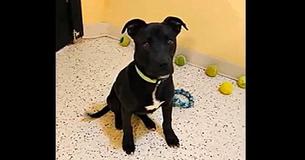 Dog Awakens After Getting Euthanized In Overfilled Shelter, Gets Second Chance At Life