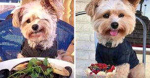 Once Starving, This Rescue Dog Now Poses At Pup-Friendly Restaurants