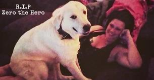 Dog Takes Down Gunman And Saves Teens At Birthday Party Before Getting Shot Three Times And Losing His Life