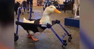 Disabled Duck Finally Takes First Steps With A Custom Designed Wheelchair