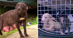Injured Mother Dog Puts Her Fear Aside And Looks For Help For Her Puppies, Leading Rescuers To Them