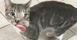 Jeder weigerte sich eine Katze zu adoptieren, die ein entstelltes Gesicht hatte, bis ihr ein neues Lächeln geschenkt wurde