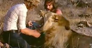 Des hommes se réunissent avec un lion qu'ils ont sauvé et relâché dans la nature - Tout se termine de façon inattendue