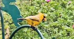 This Woman Spotted A Beautiful Rare Yellow Cardinal In Her Backyard And Her Pictures Are Going Viral