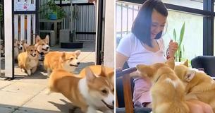 This Corgi Cafe Actually Exists, And It’s The Cutest Way To Get Your Coffee Fix