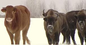 Meet The Cow Who Ran Away From Home To Join A Herd Of Wild Bison