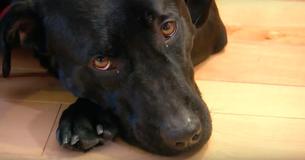 Dog Won’t Go Inside In Sub-Zero Temps, Leads Dad To Rescue 87-Yr-Old Neighbor In Danger