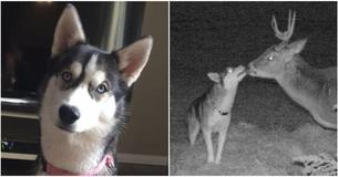 Family Dog Goes Missing - Three Months Later Pictures Reveal What He Was Up To