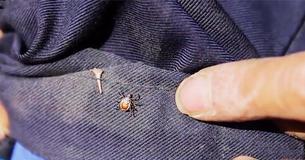 Experts Claim That Wet And Dreary Weather Could Lead To A Big Tick Season This Year