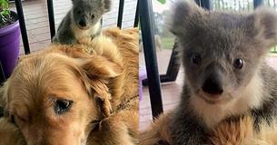 Un Golden Retriever sauve la vie du bébé Koala, maintenant les deux ne s'arrêteront pas de se câliner et auront la plus belle amitié