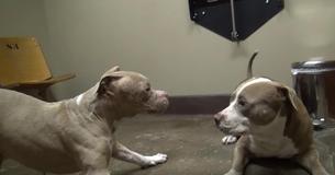 C'est ce qui arrive quand deux pitbull maltraités sont mis dans une pièce ensemble