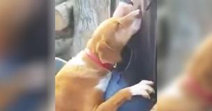 Un journaliste visite un refuge pour animaux pour couvrir une histoire - Puis un chien serre ses pieds et refuse de le laisser partir