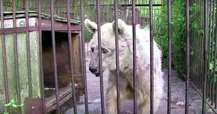 Après avoir été capturée seule dans une cage pendant 30 ans, cette ourse solitaire a été enfin libérée
