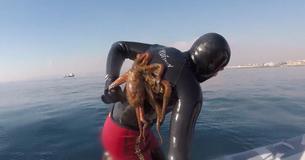 Octopus wil niet van de rug van duiker af, zelfs niet wanneer hij uit het water komt