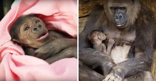 Moment réconfortant: mère Gorille se réunit avec son bébé et l'allaite pour la première fois
