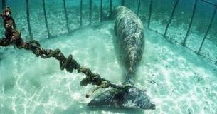 Des images de drone révèlent plus de 100 baleines piégées dans des "prisons" sous-marines cachées