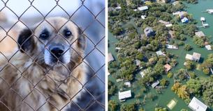 New Law Shows No Mercy To Owners Who Abandon Dogs In Disasters