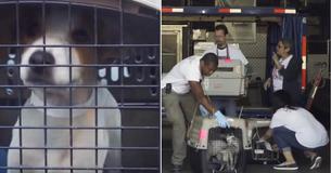 Rescuers Save 200+ Dogs From Being Euthanized In Puerto Rico