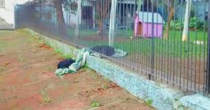 Sweet Puppy Drags Her New Blanket Outside To Share With Shivering Homeless Dog