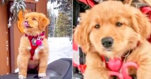 9-Week-Old Puppy Hits The Slopes With Trainer To Start Perparing For Ski Patrol Job