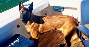 Dog Swims 6 Miles And Walks 12 More To Reunite With Family After She Fell Off The Boat