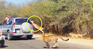 Antilope springt in auto om te ontsnappen aan cheeta 