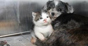 Verlaten hond wordt gevonden terwijl het een klein katje verzorgt in een ravijn, hun relatie zal je hart laten smelten