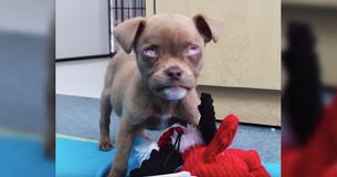 Puppy Who Lost Both Eyes As Result Of Neglect Of Previous Owners Gets Second Chance At Life