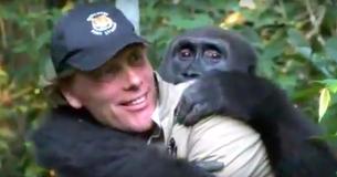 Man Reunites With The Gorilla He Had Raised As His Own Child And Freed Into The Wild