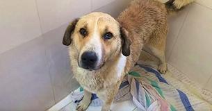 U.S. Soldiers Raise Money To Bring Beloved Dog Home From Afghanistan