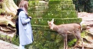 Courteous Deer Adorably Bows For Treats