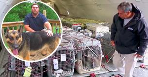 92 Military K9s Are Coming Back Home After Serving In Afghanistan