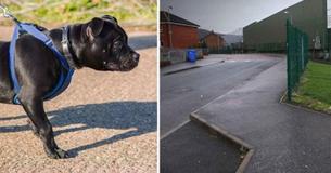 Une mère de 3 enfants est sur le point d'être agressée - Puis, son chien Lola réagit rapidement