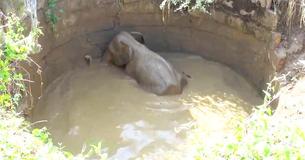 Helpless Baby Elephant Saved From Well Returns To The Wild