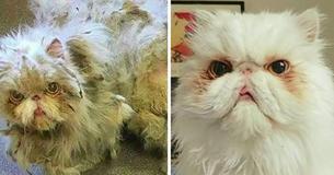 Neglected Cat Carrying Around 5 Pounds of Matted Fur Gets Incredible Makeover
