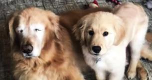 Blind Golden Retriever Gets His Own Seeing Eye Puppy, And The Two Become Inseparable BFFs