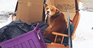 Hond  in de steek gelaten tussen het vuilnis wordt gevonden terwijl hij zich warm probeert te houden op een oude stoel
